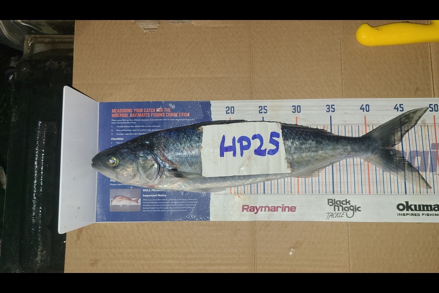 Leah Tatai caught this 43.5cm Kahawai at Northland during The Export NZ Fishing Competition