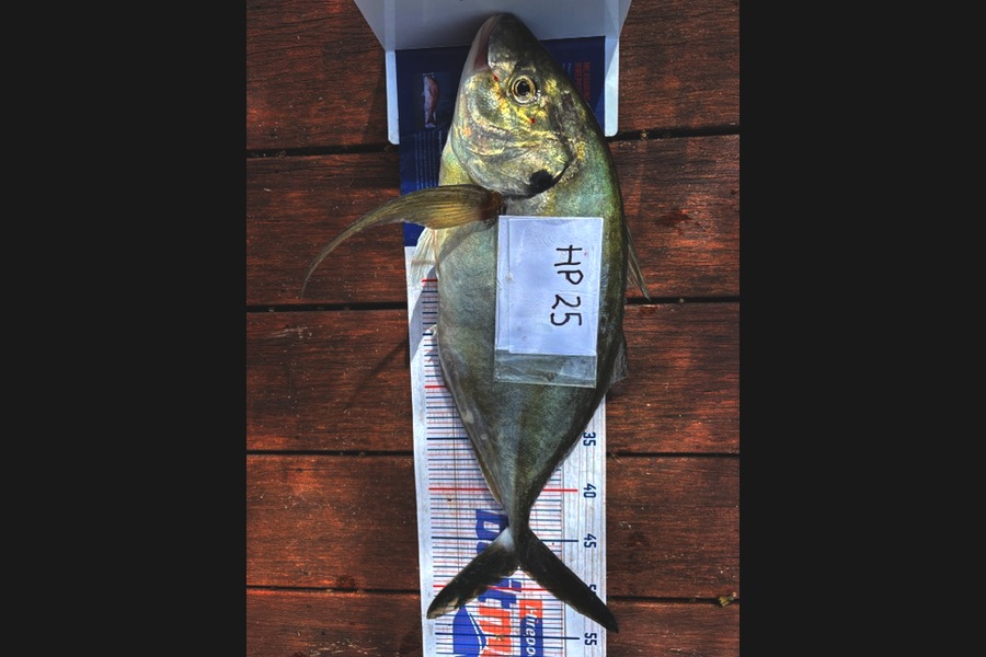 Ashton Woolford caught this 47.5cm Trevally at Northland during The Export NZ Fishing Competition