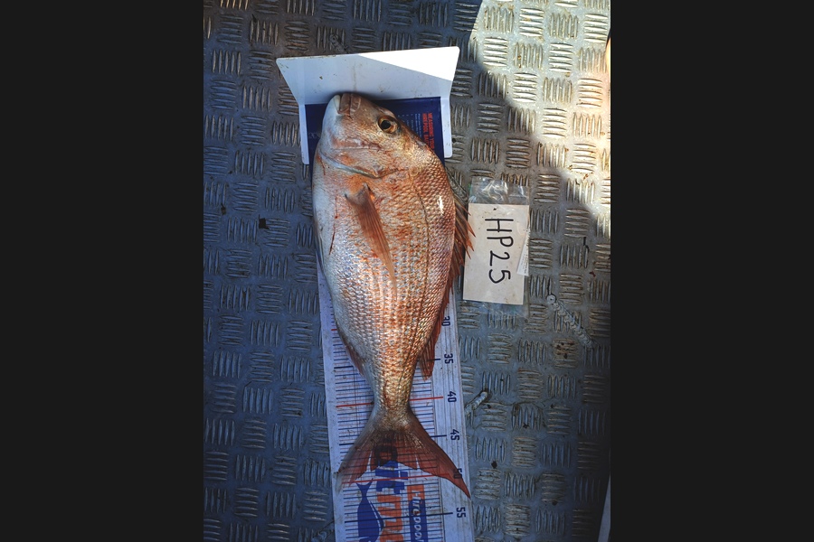 Isaac Honey caught this 47.5cm Snapper at Bay of Plenty during The Export NZ Fishing Competition
