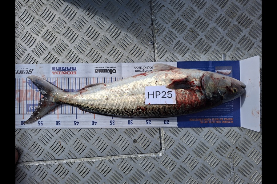 John Twentyman caught this 54cm Kahawai at Coromandel during The Export NZ Fishing Competition