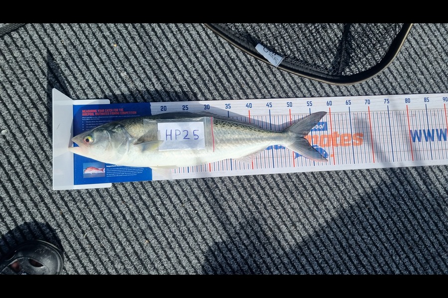Aaron Oliver caught this 53.0cm Kahawai at Nelson/Marlborough during The Export NZ Fishing Competition