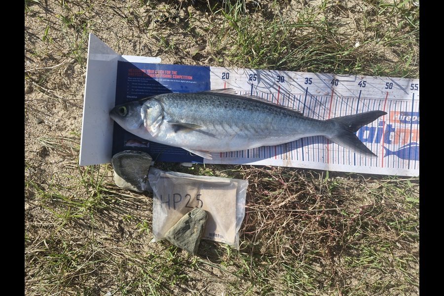 Craig Nelder caught this 44.5cm Kahawai at Northland during The Export NZ Fishing Competition