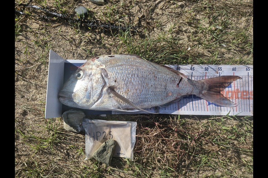 Craig Nelder caught this 55.0cm Snapper at Northland during The Export NZ Fishing Competition