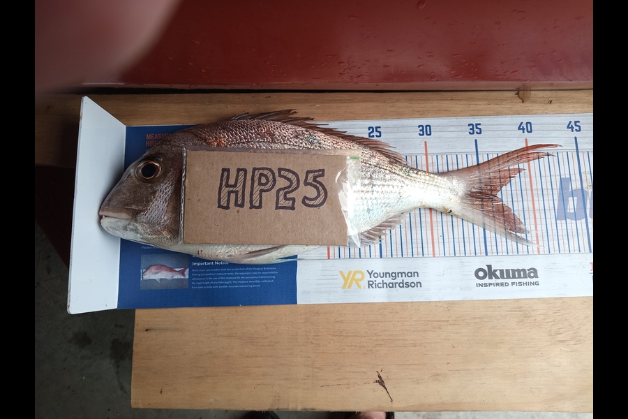 Neil Constable caught this 36.0cm Snapper at Bay of Plenty during The Export NZ Fishing Competition