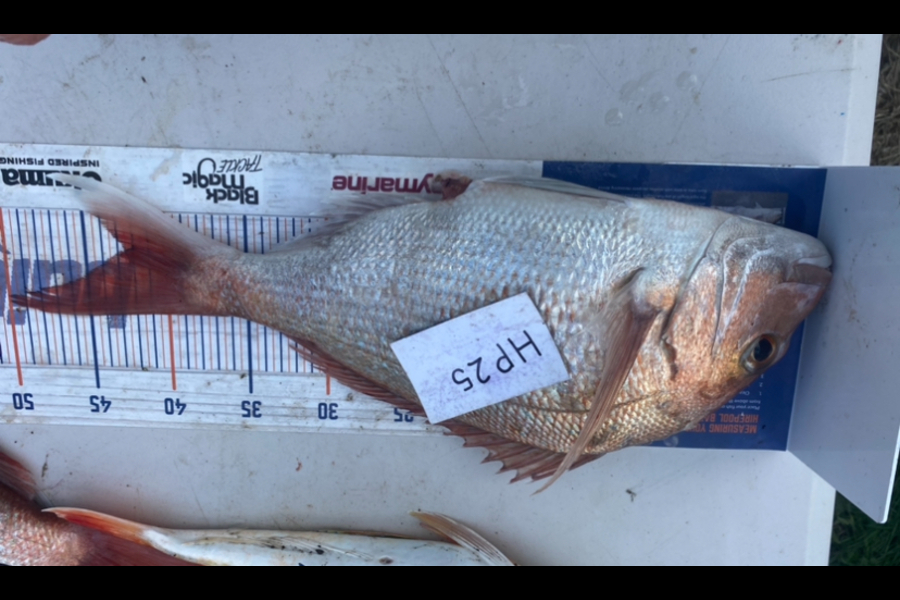 Andrew Russell caught this 42.0cm Snapper at Manawatu during The Export NZ Fishing Competition