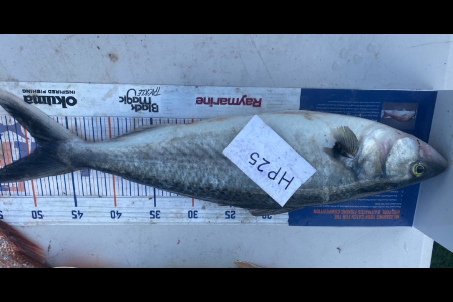 Andrew Russell caught this 48.5cm Kahawai at Manawatu during The Export NZ Fishing Competition