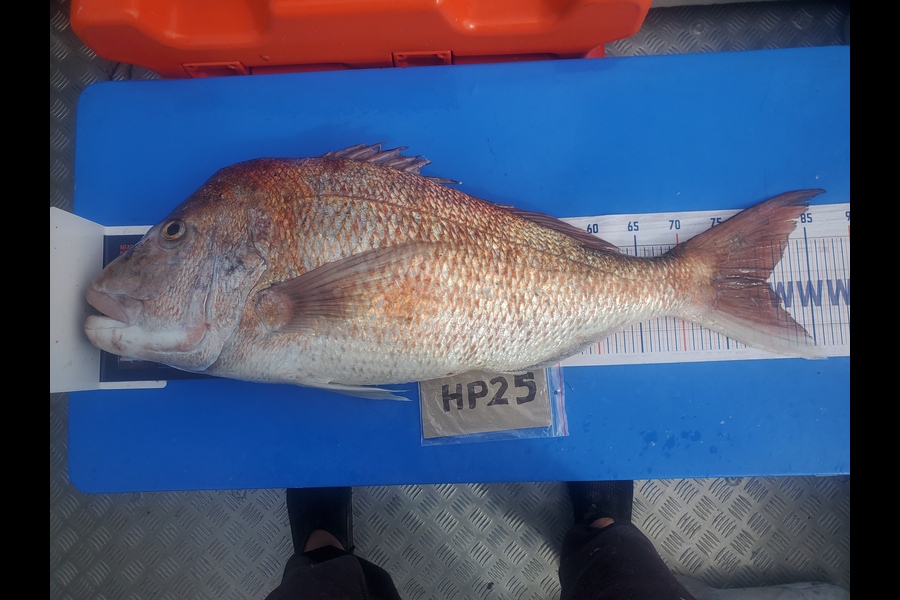 Mike Stephens caught this 80.0cm Snapper at Northland during The Export NZ Fishing Competition