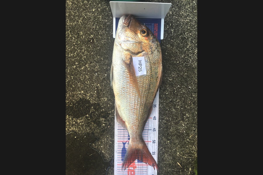 Brayden Wright caught this 57.0cm Snapper at Coromandel during The Export NZ Fishing Competition