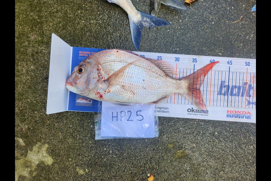 Cory Piggales caught this 37.0cm Snapper at Auckland during The Export NZ Fishing Competition