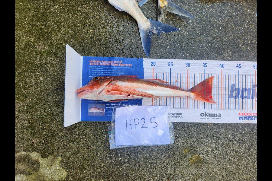 Cory Piggales caught this 37.0cm Gurnard at Auckland during The Export NZ Fishing Competition