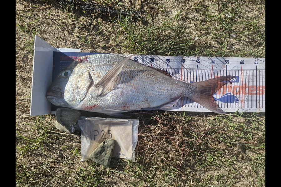 Rosie Phillips caught this 50.0cm Snapper at Northland during The Export NZ Fishing Competition