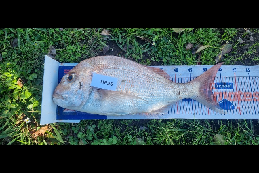 Tain Rookes caught this 51.5cm Snapper at Coromandel during The Export NZ Fishing Competition