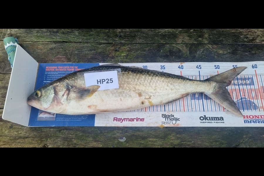Tain Rookes caught this 51.0cm Kahawai at Coromandel during The Export NZ Fishing Competition