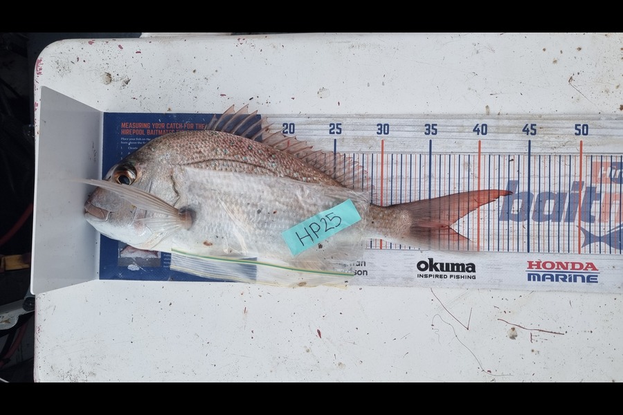 Nathan  Busby caught this 36.5cm Snapper at Northland during The Export NZ Fishing Competition