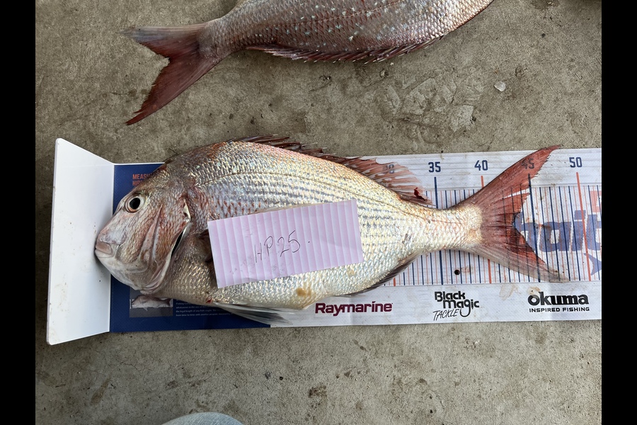 Alan Willson caught this 42.5cm Snapper at Taranaki during The Export NZ Fishing Competition