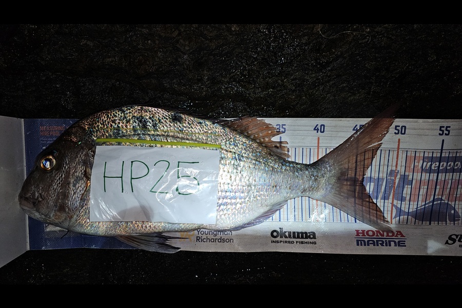 Troy Rae-Royle caught this 46.0cm Snapper at Auckland during The Export NZ Fishing Competition