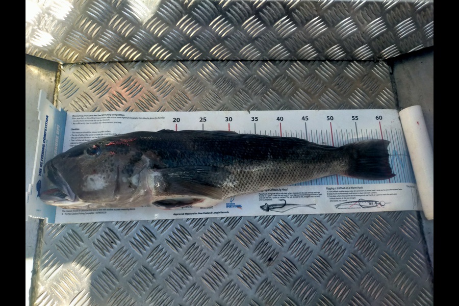 Shane Kaina caught this 60.5cm Blue Cod at Otago during The Export NZ Fishing Competition