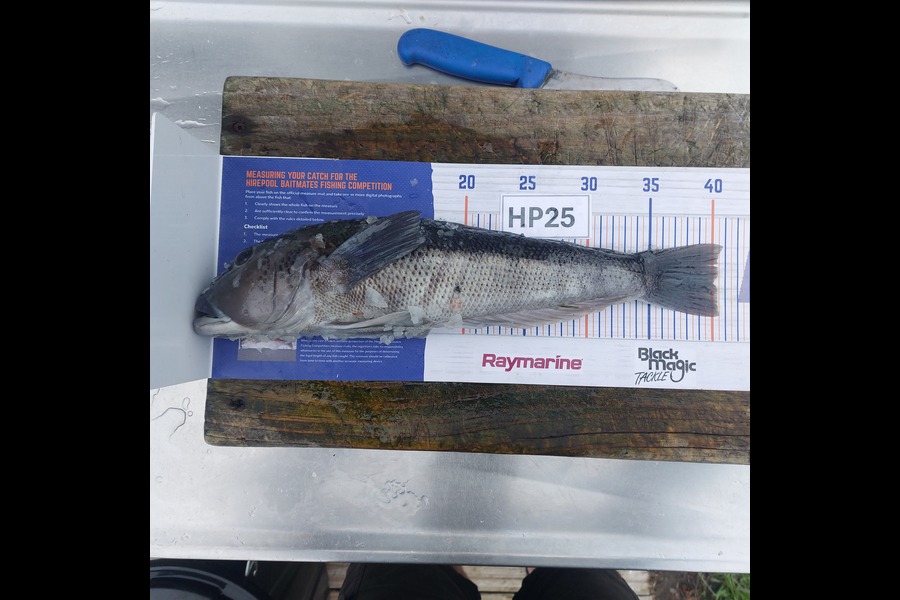 Steve Crowley caught this 40.0cm Blue Cod at Nelson/Marlborough during The Export NZ Fishing Competition
