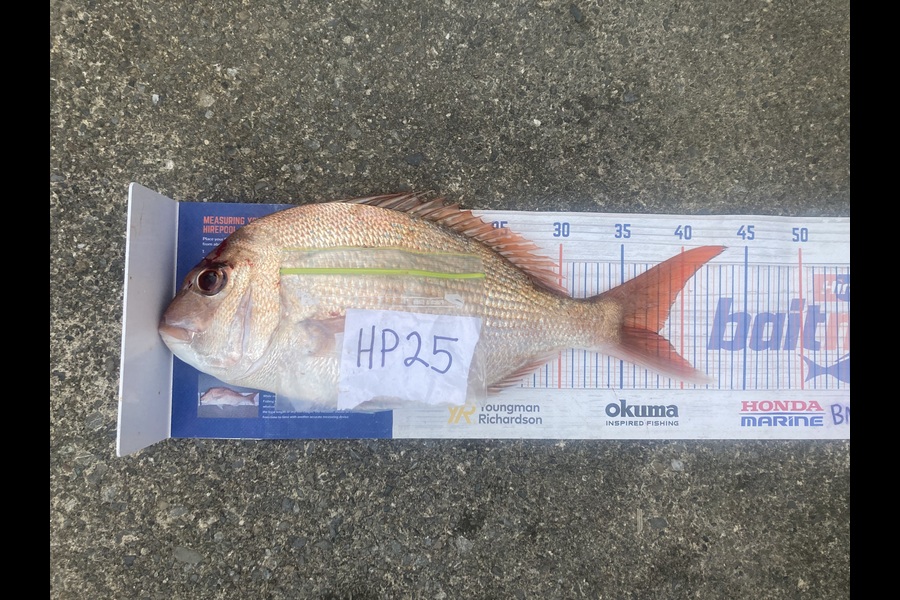 Anthony Murray caught this 38.0cm Snapper at Wellington during The Export NZ Fishing Competition