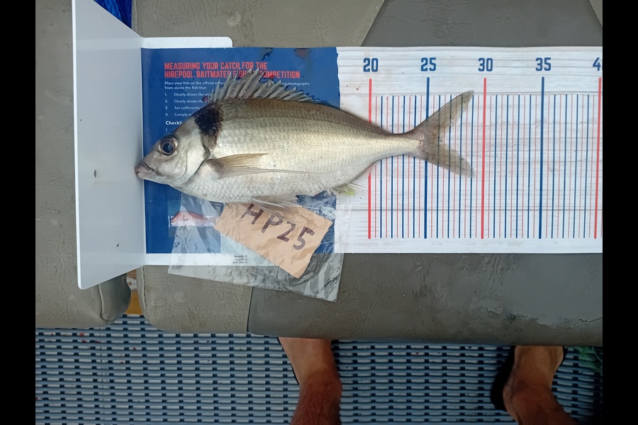 Troy Cameron caught this 26cm Tarakihi at Nelson/Marlborough during The Export NZ Fishing Competition