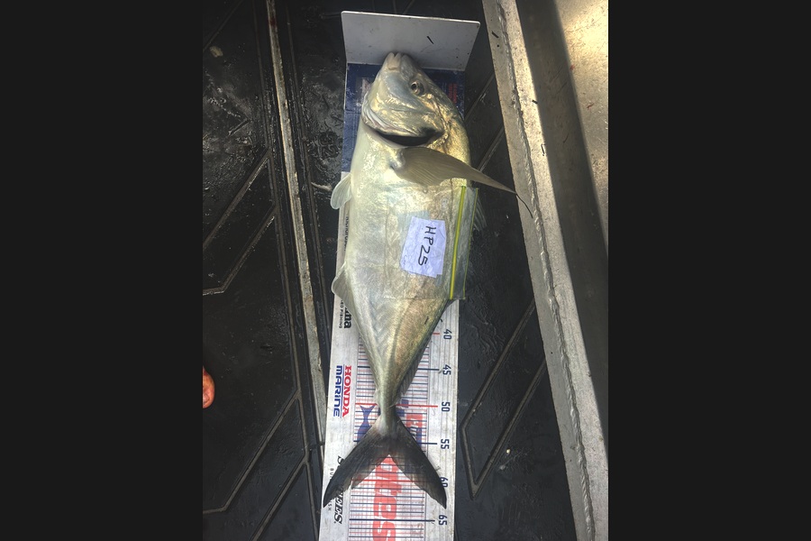 Cameron White caught this 56.5cm Trevally at Northland during The Export NZ Fishing Competition