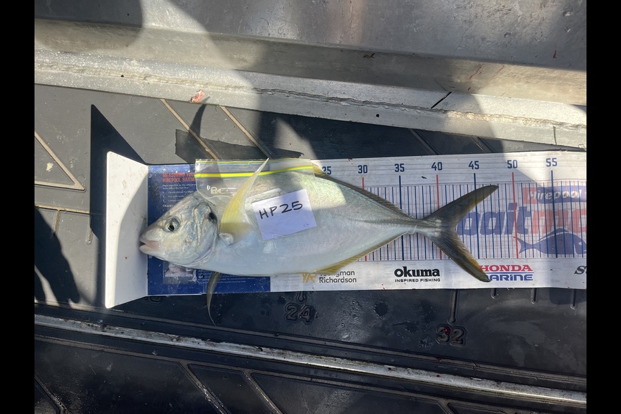 Candy Cunis caught this 42.0cm Trevally at Northland during The Export NZ Fishing Competition