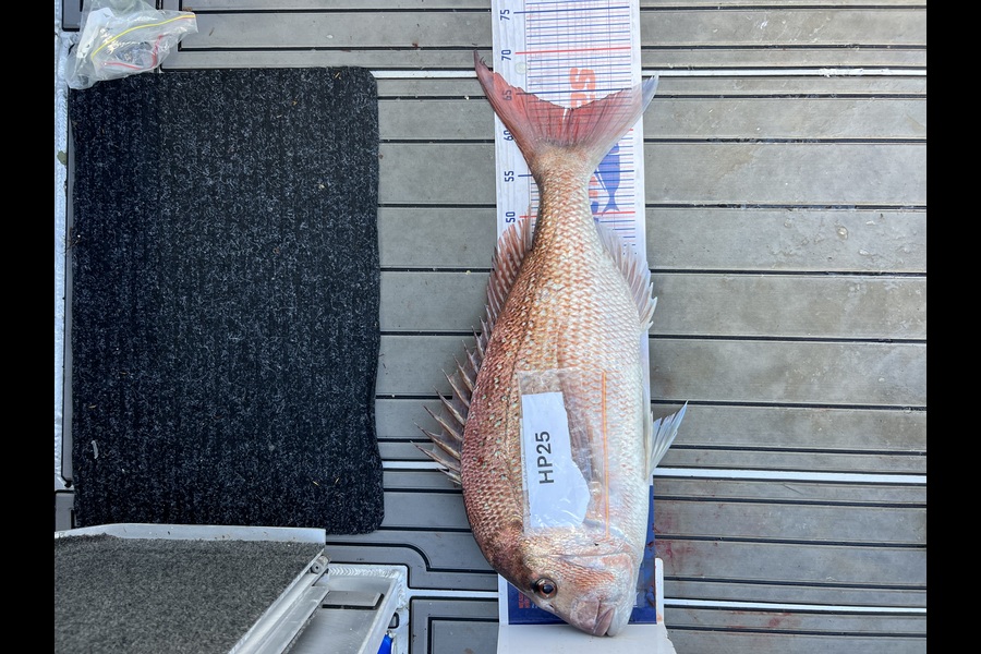 Amy Booker caught this 63.0cm Snapper at Nelson/Marlborough during The Export NZ Fishing Competition