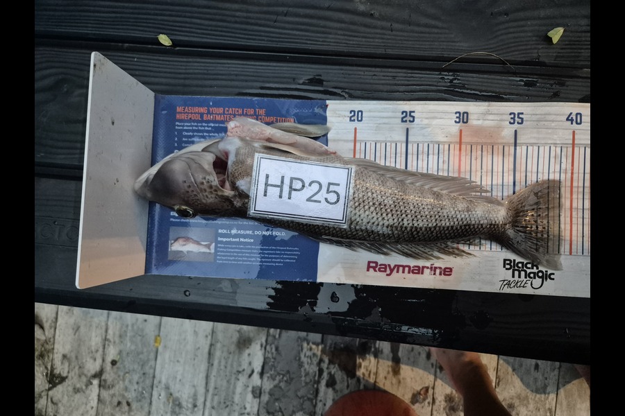 Roedolf Prinsloo caught this 38.0cm Blue Cod at Nelson/Marlborough during The Export NZ Fishing Competition