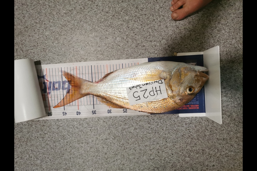 Darrien Johns caught this 42.0cm Snapper at Auckland during The Export NZ Fishing Competition