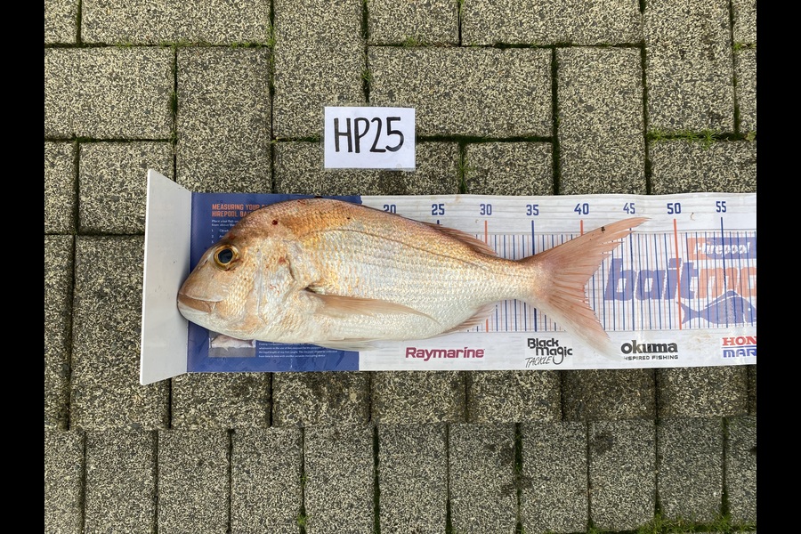 Ruby Boshier caught this 40.0cm Snapper at Auckland during The Export NZ Fishing Competition