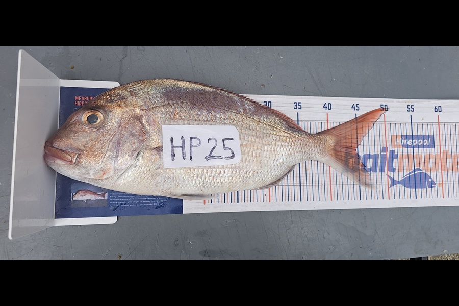 Frank van Vroonhoven caught this 44.5cm Snapper at Bay of Plenty during The Export NZ Fishing Competition