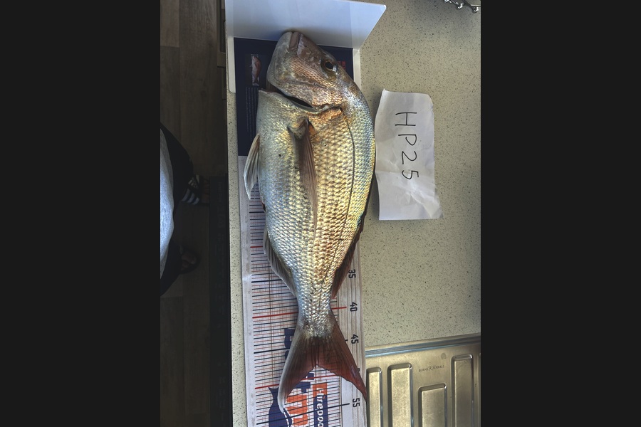 Kiah-Jayne Wylde Prestney caught this 47.5cm Snapper at Taranaki during The Export NZ Fishing Competition