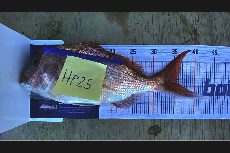 Hugo Galea caught this 35.5cm Snapper at Auckland during The Export NZ Fishing Competition