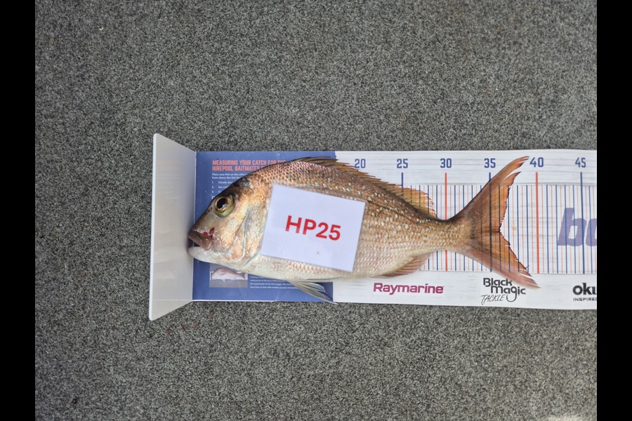 Simon Roberts caught this 36.0cm Snapper at Coromandel during The Export NZ Fishing Competition