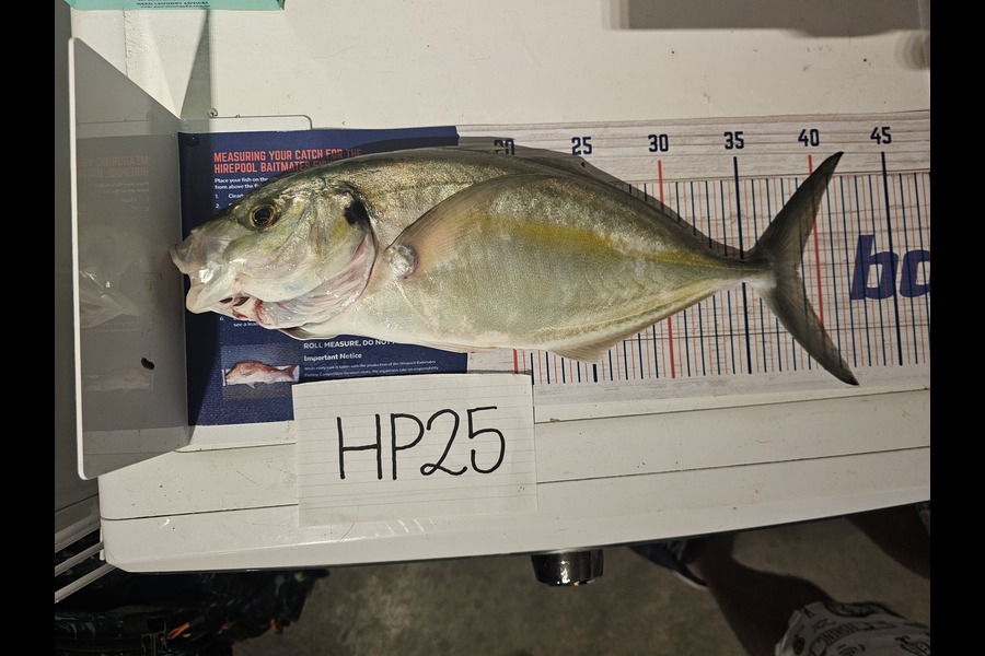 Theo De Villiers caught this 38.5cm Trevally at Coromandel during The Export NZ Fishing Competition