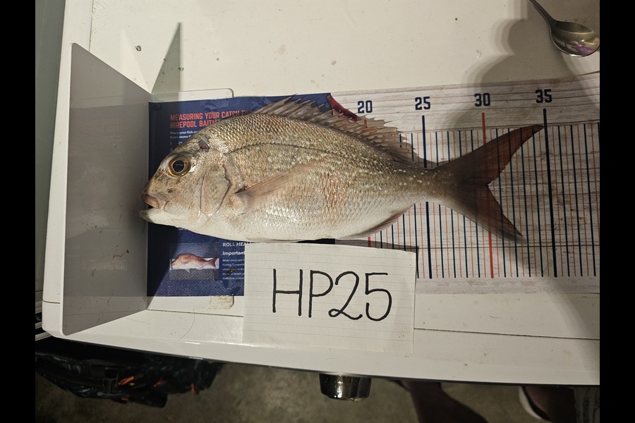 Theo De Villiers caught this 29.5cm Snapper at Coromandel during The Export NZ Fishing Competition