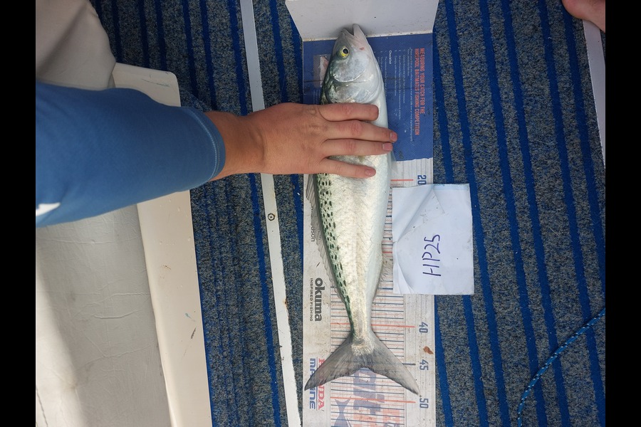 Jakob Silcock caught this 45.5cm Kahawai at Bay of Plenty during The Export NZ Fishing Competition