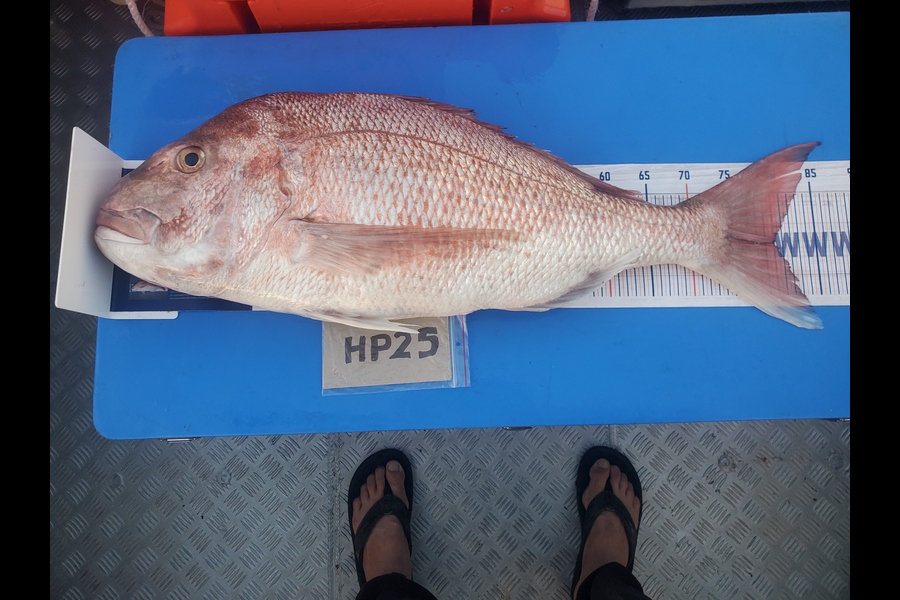 Mike Stephens caught this 80.0cm Snapper at Northland during The Export NZ Fishing Competition