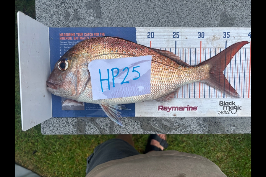 Spencer Warmington caught this 34.5cm Snapper at Northland during The Export NZ Fishing Competition