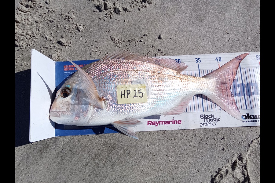 Bill Vincent caught this 41.5cm Snapper at Northland during The Export NZ Fishing Competition