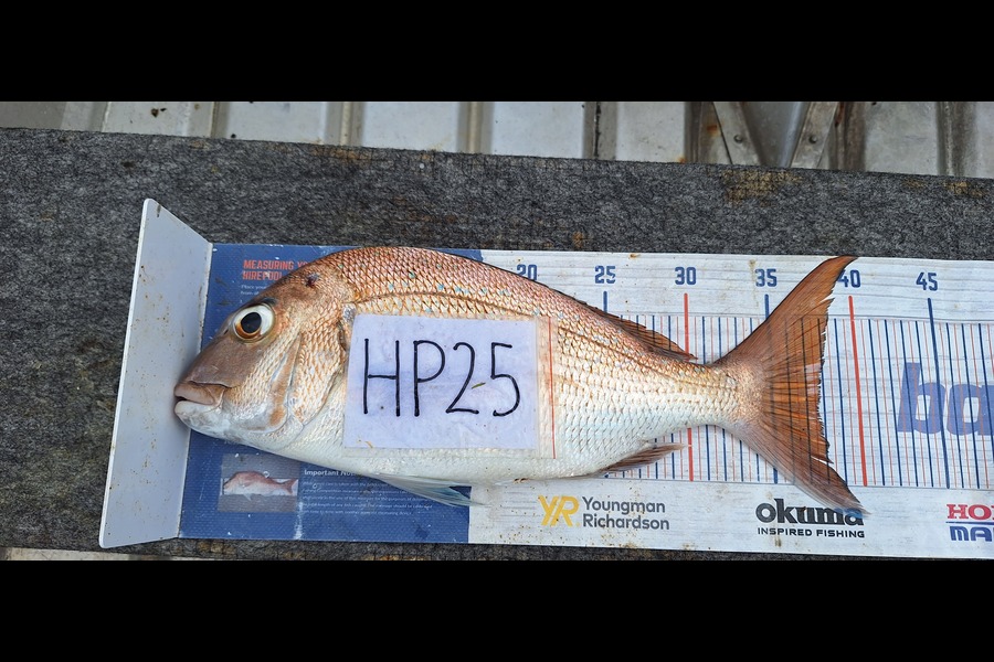 Trevor Hopson caught this 37.5cm Snapper at Coromandel during The Export NZ Fishing Competition