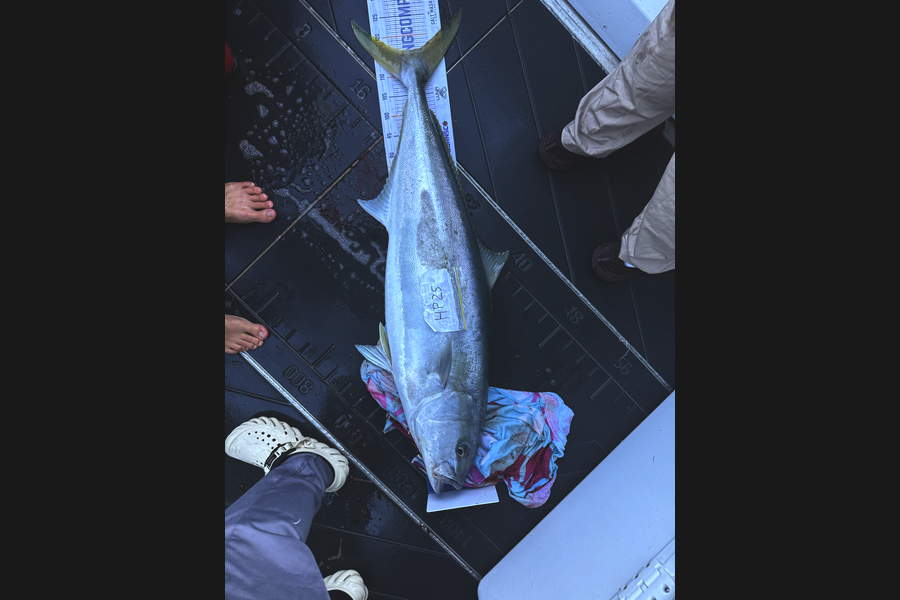 Henry Gibbs caught this 115.5cm Kingfish at Nelson/Marlborough during The Export NZ Fishing Competition