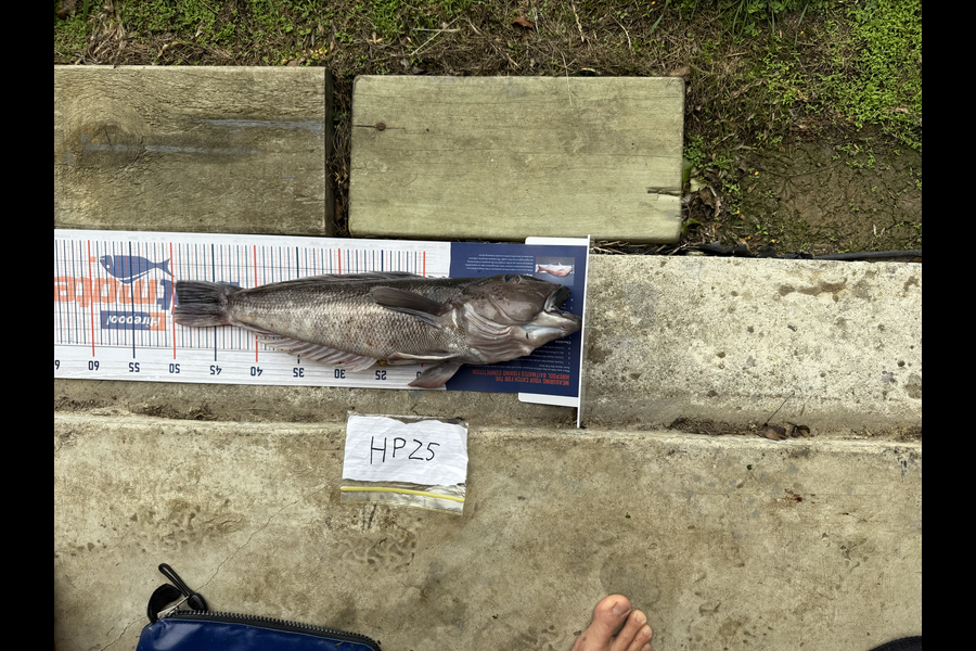 Henry Gibbs caught this 49.5cm Blue Cod at Nelson/Marlborough during The Export NZ Fishing Competition