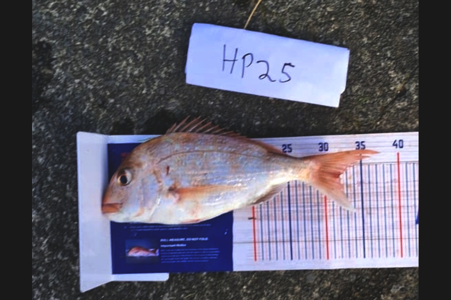 Ryder Huskisson-Morris caught this 32.0cm Snapper at Auckland during The Export NZ Fishing Competition