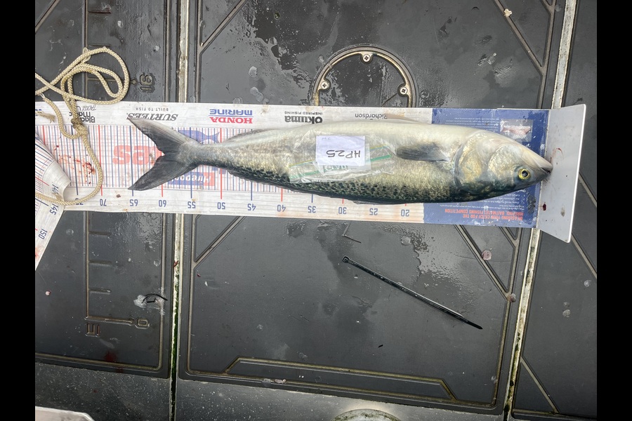Jamie  White caught this 59cm Kahawai at Northland during The Export NZ Fishing Competition