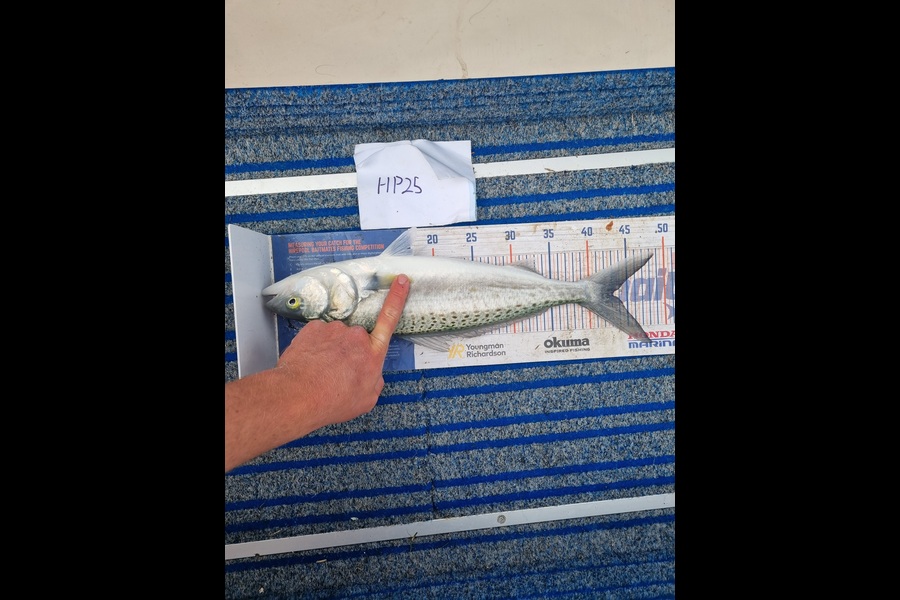 Blake Mansell caught this 43.0cm Kahawai at Bay of Plenty during The Export NZ Fishing Competition