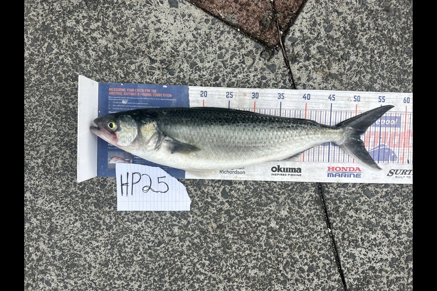 Erin Mcloughlin caught this 51.0cm Kahawai at Auckland during The Export NZ Fishing Competition