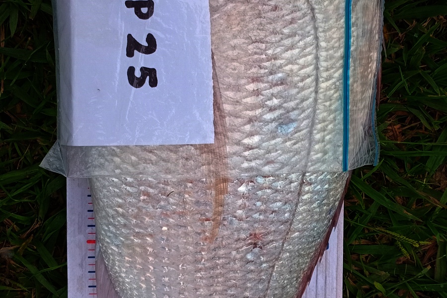 Tainui Taituma caught this 49.0cm Snapper at Bay of Plenty during The Export NZ Fishing Competition