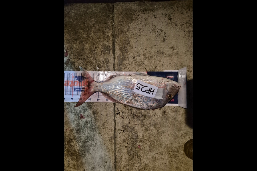 Nathan Schroeder caught this 54.0cm Snapper at Nelson/Marlborough during The Export NZ Fishing Competition