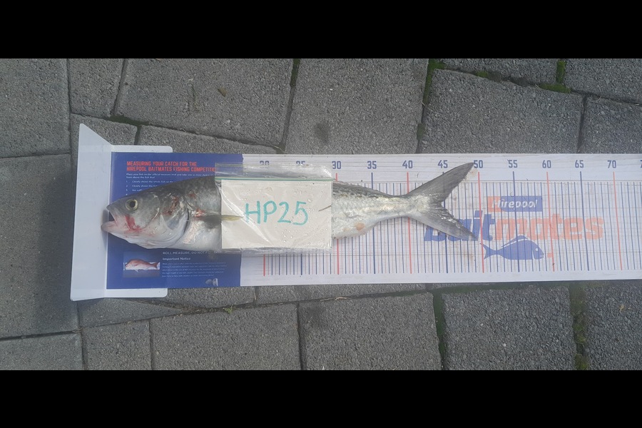 Michelle Gregory caught this 44.5cm Kahawai at Coromandel during The Export NZ Fishing Competition